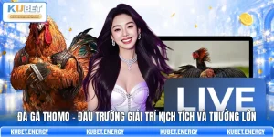 Đá Gà Thomo - Đấu Trường Giải Trí Kịch Tích Và Thưởng Lớn