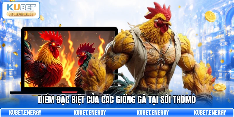 Điểm đặc biệt của các giống gà tại sới thomo Điểm đặc biệt của các giống gà tại sới thomo