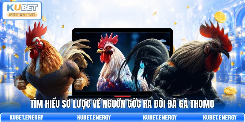 Tìm hiểu sơ lược về nguồn gốc ra đời đá gà thomo Tìm hiểu sơ lược về nguồn gốc ra đời đá gà thomo